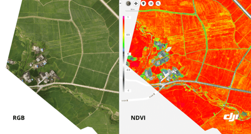 porównanie map RGB i NDVI wykonanych dronem DJI P4 Multispectral